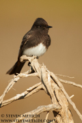 FLYCATCHERS, SHRIKES, VIREOS, SWALLOWS